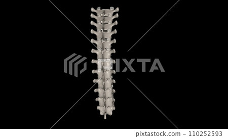 In vertebrates, thoracic vertebrae compose the middle segment of the vertebral column, 110252593