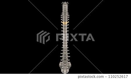Thoracic Vertebral, T4 Thoracic Vertebral, T4 110252617