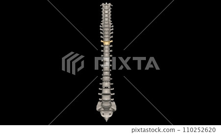 Thoracic Vertebral, T5 110252620