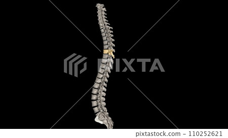Twelve vertebrae are located in the thoracic spine and are numbered T-1 to T-12 T6 110252621