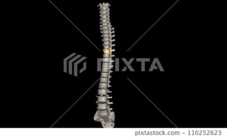 Twelve vertebrae are located in the thoracic spine and are numbered T-1 to T-12 T6 Twelve vertebrae are located in the thoracic spine and are numbered T-1 to T-12 T6 110252623