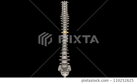 Thoracic Vertebral, T7 Thoracic Vertebral, T7 110252625