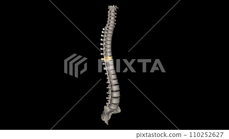 Thoracic Vertebral, T8 Thoracic Vertebral, T8 110252627