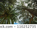 Palm tree and pin background, looking up from the ground, selective focus 110252735