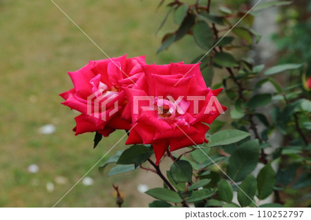 荒尾市少女公民花壇玫瑰花, 荒尾市少女公民花壇玫瑰花, 110252797