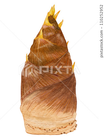 1 realistic bamboo shoot illustration 110252952