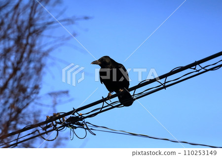 Crow perched on an electric wire 110253149