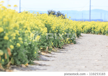 Rapeseed flower field and ridge Rapeseed flower field and ridge 110253183