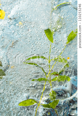 Background, herbal cryotherapy from medicinal herbs frozen in transparent ice. Abstract beauty background of natural organic cosmetics, alternative medicine cosmetology Background, herbal cryotherapy from medicinal herbs frozen in transparent ice. Abstract beauty background of natural organic cosmetics, alternative medicine cosmetology 110253246