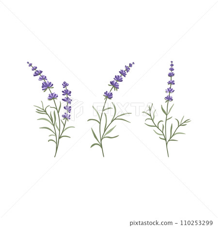 A set of flowering lavender twigs for your design on a white background vector illustration 110253299