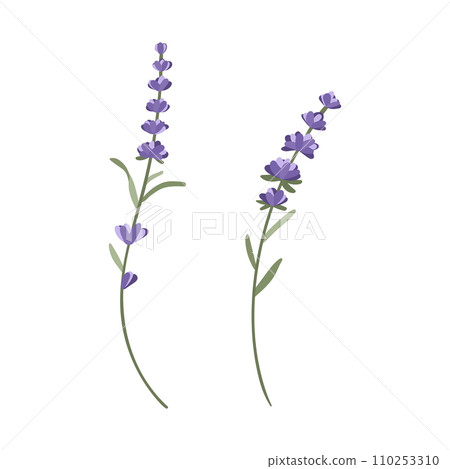 A set of flowering lavender twigs for your design on a white background vector illustration 110253310