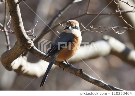 Mos (male) 110253404