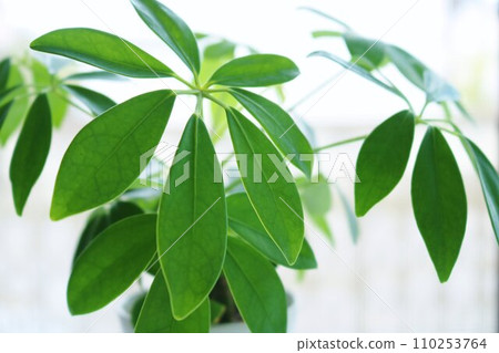 Healing houseplant Kapok background Healing houseplant Kapok background 110253764