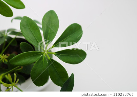 Healing houseplant Kapok background Healing houseplant Kapok background 110253765