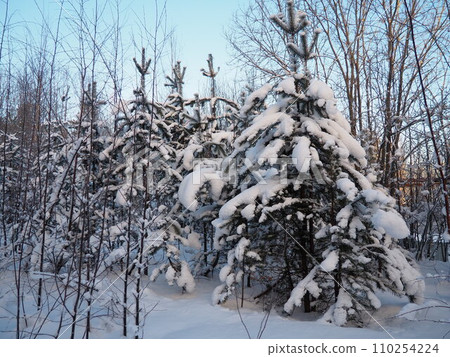 Pine forest in winter during the day in severe frost, Karelia. Snow on the coniferous branches. Frosty sunny weather anticyclone. Scots pine Pinus sylvestris is a plant pine Pinus of Pine Pinaceae 110254224