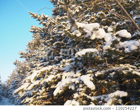 Pine forest in winter during the day in severe frost, Karelia. Snow on the coniferous branches. Frosty sunny weather anticyclone. Scots pine Pinus sylvestris is a plant pine Pinus of Pine Pinaceae 110254227