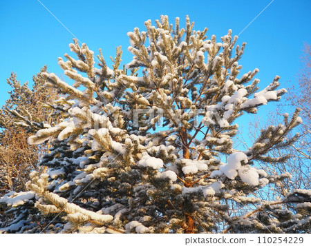Pine forest in winter during the day in severe frost, Karelia. Snow on the coniferous branches. Frosty sunny weather anticyclone. Scots pine Pinus sylvestris is a plant pine Pinus of Pine Pinaceae Pine forest in winter during the day in severe frost, Karelia. Snow on the coniferous branches. Frosty sunny weather anticyclone. Scots pine Pinus sylvestris is a plant pine Pinus of Pine Pinaceae 110254229