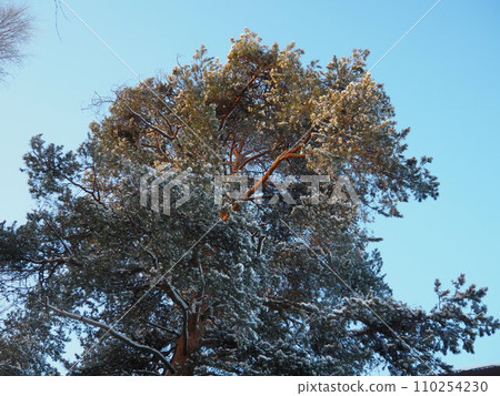 Pine forest in winter during the day in severe frost, Karelia. Snow on the coniferous branches. Frosty sunny weather anticyclone. Scots pine Pinus sylvestris is a plant pine Pinus of Pine Pinaceae Pine forest in winter during the day in severe frost, Karelia. Snow on the coniferous branches. Frosty sunny weather anticyclone. Scots pine Pinus sylvestris is a plant pine Pinus of Pine Pinaceae 110254230