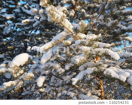 Pine forest in winter during the day in severe frost, Karelia. Snow on the coniferous branches. Frosty sunny weather anticyclone. Scots pine Pinus sylvestris is a plant pine Pinus of Pine Pinaceae Pine forest in winter during the day in severe frost, Karelia. Snow on the coniferous branches. Frosty sunny weather anticyclone. Scots pine Pinus sylvestris is a plant pine Pinus of Pine Pinaceae 110254231