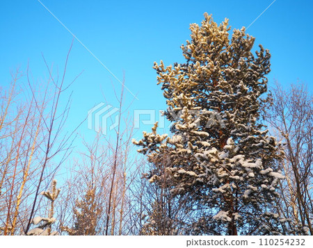 Pine forest in winter during the day in severe frost, Karelia. Snow on the coniferous branches. Frosty sunny weather anticyclone. Scots pine Pinus sylvestris is a plant pine Pinus of Pine Pinaceae 110254232