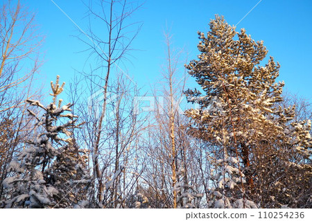 Pine forest in winter during the day in severe frost, Karelia. Snow on the coniferous branches. Frosty sunny weather anticyclone. Scots pine Pinus sylvestris is a plant pine Pinus of Pine Pinaceae Pine forest in winter during the day in severe frost, Karelia. Snow on the coniferous branches. Frosty sunny weather anticyclone. Scots pine Pinus sylvestris is a plant pine Pinus of Pine Pinaceae 110254236