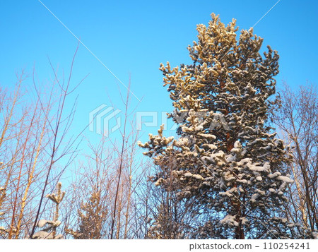 Pine forest in winter during the day in severe frost, Karelia. Snow on the coniferous branches. Frosty sunny weather anticyclone. Scots pine Pinus sylvestris is a plant pine Pinus of Pine Pinaceae Pine forest in winter during the day in severe frost, Karelia. Snow on the coniferous branches. Frosty sunny weather anticyclone. Scots pine Pinus sylvestris is a plant pine Pinus of Pine Pinaceae 110254241