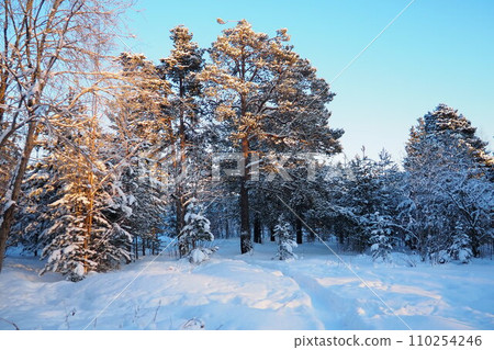 Pine forest in winter during the day in severe frost, Karelia. Snow on the coniferous branches. Frosty sunny weather anticyclone. Scots pine Pinus sylvestris is a plant pine Pinus of Pine Pinaceae Pine forest in winter during the day in severe frost, Karelia. Snow on the coniferous branches. Frosty sunny weather anticyclone. Scots pine Pinus sylvestris is a plant pine Pinus of Pine Pinaceae 110254246