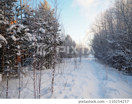 Pine forest in winter during the day in severe frost, Karelia. Snow on the coniferous branches. Frosty sunny weather anticyclone. Scots pine Pinus sylvestris is a plant pine Pinus of Pine Pinaceae Pine forest in winter during the day in severe frost, Karelia. Snow on the coniferous branches. Frosty sunny weather anticyclone. Scots pine Pinus sylvestris is a plant pine Pinus of Pine Pinaceae 110254257