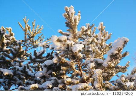 Pine forest in winter during the day in severe frost, Karelia. Snow on the coniferous branches. Frosty sunny weather anticyclone. Scots pine Pinus sylvestris is a plant pine Pinus of Pine Pinaceae Pine forest in winter during the day in severe frost, Karelia. Snow on the coniferous branches. Frosty sunny weather anticyclone. Scots pine Pinus sylvestris is a plant pine Pinus of Pine Pinaceae 110254260