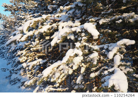 Pine forest in winter during the day in severe frost, Karelia. Snow on the coniferous branches. Frosty sunny weather anticyclone. Scots pine Pinus sylvestris is a plant pine Pinus of Pine Pinaceae Pine forest in winter during the day in severe frost, Karelia. Snow on the coniferous branches. Frosty sunny weather anticyclone. Scots pine Pinus sylvestris is a plant pine Pinus of Pine Pinaceae 110254264
