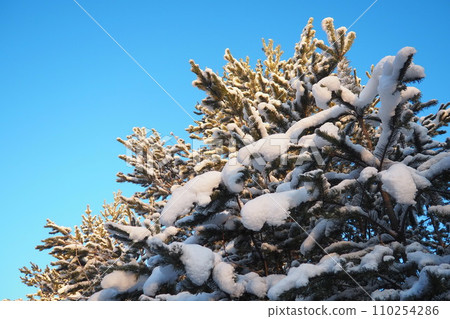 Pine forest in winter during the day in severe frost, Karelia. Snow on the coniferous branches. Frosty sunny weather anticyclone. Scots pine Pinus sylvestris is a plant pine Pinus of Pine Pinaceae 110254286