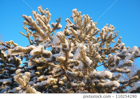 Pine forest in winter during the day in severe frost, Karelia. Snow on the coniferous branches. Frosty sunny weather anticyclone. Scots pine Pinus sylvestris is a plant pine Pinus of Pine Pinaceae 110254290