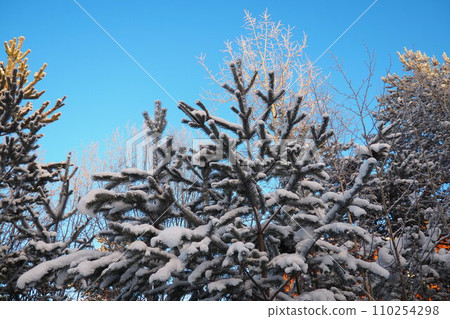Pine forest in winter during the day in severe frost, Karelia. Snow on the coniferous branches. Frosty sunny weather anticyclone. Scots pine Pinus sylvestris is a plant pine Pinus of Pine Pinaceae 110254298