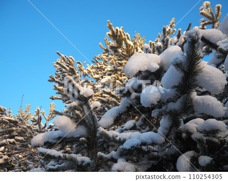 Pine forest in winter during the day in severe frost, Karelia. Snow on the coniferous branches. Frosty sunny weather anticyclone. Scots pine Pinus sylvestris is a plant pine Pinus of Pine Pinaceae 110254305