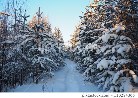 Pine forest in winter during the day in severe frost, Karelia. Snow on the coniferous branches. Frosty sunny weather anticyclone. Scots pine Pinus sylvestris is a plant pine Pinus of Pine Pinaceae Pine forest in winter during the day in severe frost, Karelia. Snow on the coniferous branches. Frosty sunny weather anticyclone. Scots pine Pinus sylvestris is a plant pine Pinus of Pine Pinaceae 110254306