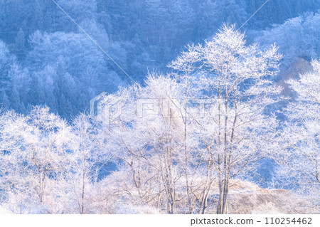 [Nagano Prefecture] Natural landscape of hoarfrost/Hakuba Village in winter 110254462