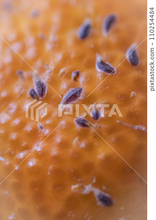 綠介蟲、柑橘、害蟲、柑橘、農業、商業 110254484