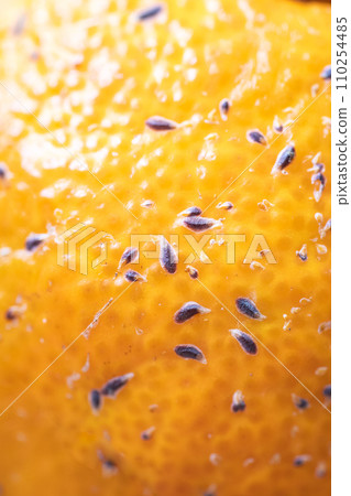 綠介蟲、柑橘、害蟲、柑橘、農業、商業 110254485