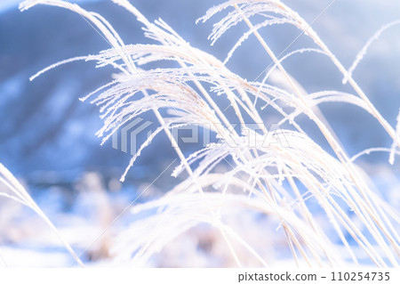 [Nagano Prefecture] Natural landscape of hoarfrost/Hakuba Village in winter 110254735