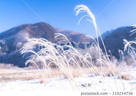 [Nagano Prefecture] Natural landscape of hoarfrost/Hakuba Village in winter 110254736