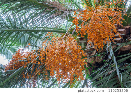 date palm with ripe dates on a blue sky background date palm with ripe dates on a blue sky background 110255206