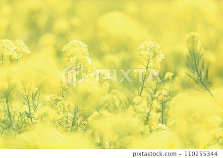 春天的意象｜菜花 110255344