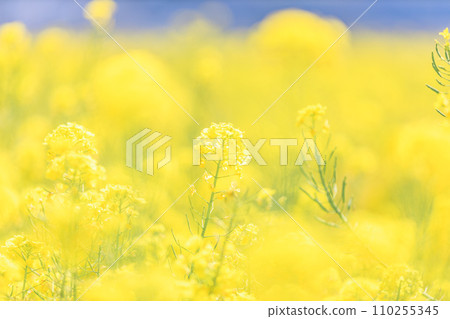 Spring｜Nanohana 110255345