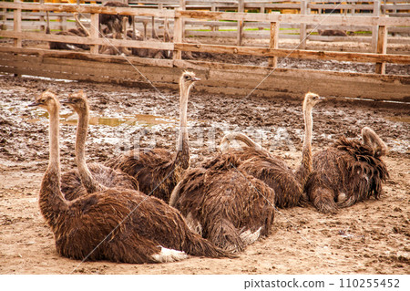 African ostrich walk in the paddock. Common Ostrich is the largest living bird on the planet.. 110255452