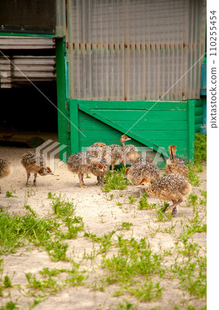 Small african ostriches walk in the paddock. Common Ostrich is the largest living bird on the planet.. Small african ostriches walk in the paddock. Common Ostrich is the largest living bird on the planet.. 110255454