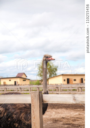 Close up view of african ostrich walk in the paddock. Common Ostrich is the largest living bird on the planet.. Close up view of african ostrich walk in the paddock. Common Ostrich is the largest living bird on the planet.. 110255456