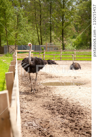 African ostrich walk in the paddock. Common Ostrich is the largest living bird on the planet.. African ostrich walk in the paddock. Common Ostrich is the largest living bird on the planet.. 110255457
