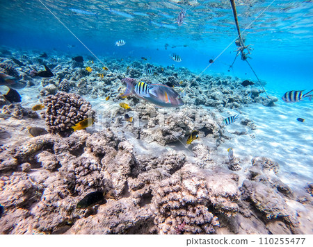 Shoal of differend kinds of the fish -  sailfin tang, Longnose Parrotfish, Picasso trigger, Birdmouth wrasse, Klunzinger's wrasse and other tropical fish swimming at the coral reef in the Red Sea, 110255477
