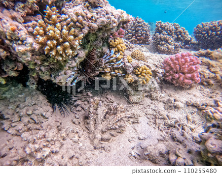 Close up view of Devil firefish or common lionfish (Pterois miles) at coral reef.. Close up view of Devil firefish or common lionfish (Pterois miles) at coral reef.. 110255480