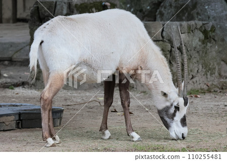 阿拉伯Orix 110255481